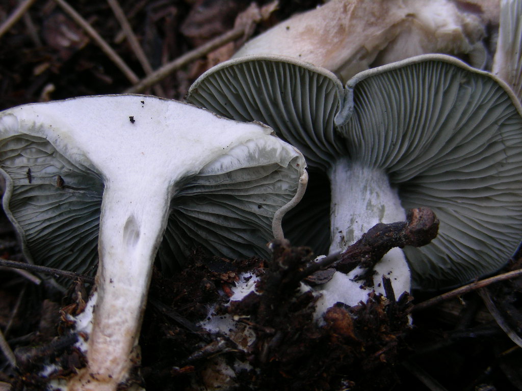Clitocybe odora var.alba ..... in Abruzzo